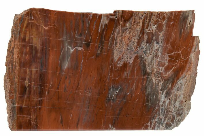 Colorful, Petrified Wood (Araucarioxylon) Stand-up - Arizona #210861